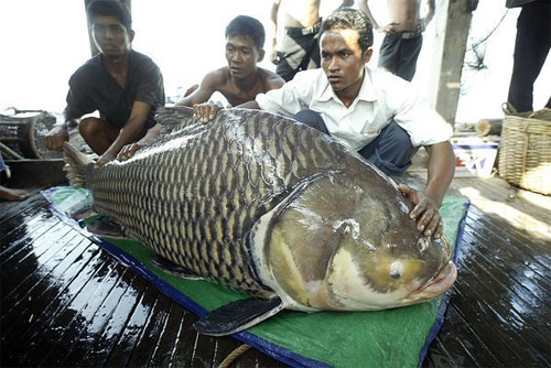 Hiện tại những con cá chép giữ kỷ lục thế giới về kích cỡ và cân nặng đều được câu ở Thái Lan.